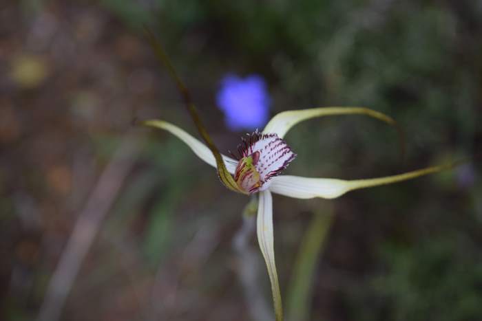 Caladenia - Orchid-spider-0010.JPG